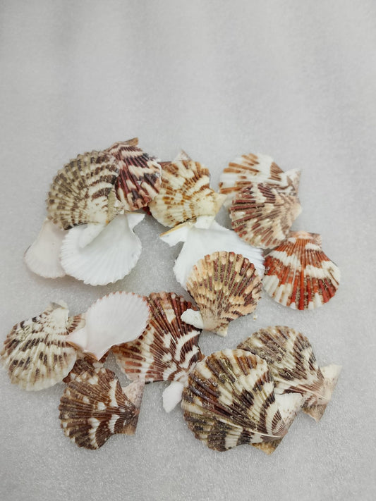 OCEAN  ITEM  M  PACK OF  40 TO  50GM