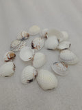 OCEAN  ITEM  O PACK OF  40 TO  50GM
