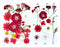 FL071  25  IN 1 PRESSED FLOWER