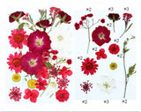 FL071  25  IN 1 PRESSED FLOWER