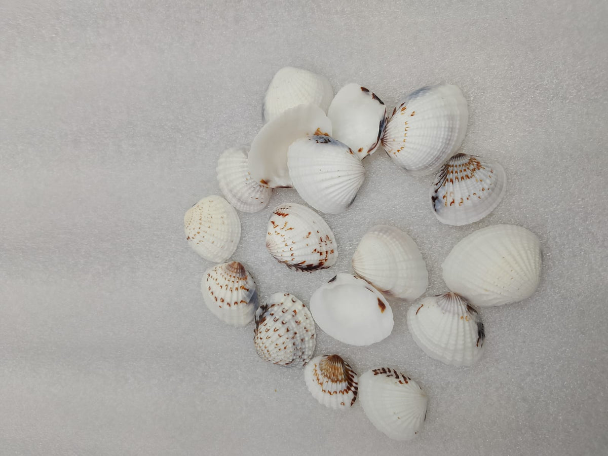 OCEAN  ITEM  O PACK OF  40 TO  50GM