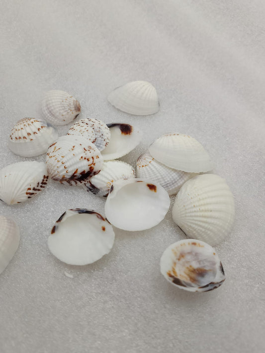 OCEAN  ITEM  O PACK OF  40 TO  50GM