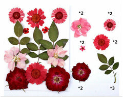 13 In 1 Pressed Flowers Fl032
