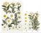 15 In 1 Pressed Flowers Fl035