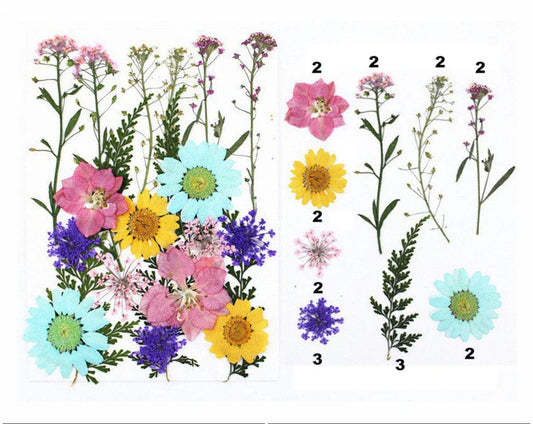 20 In 1 Pressed Flowers Fl043