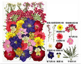 30 In 1 Pressed Flowers Fl096