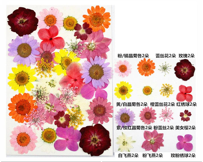 FL098 33 IN  1  PRESSED  FLOWER