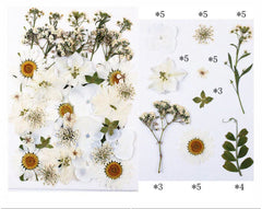 40 In 1 Pressed Flowers fl150