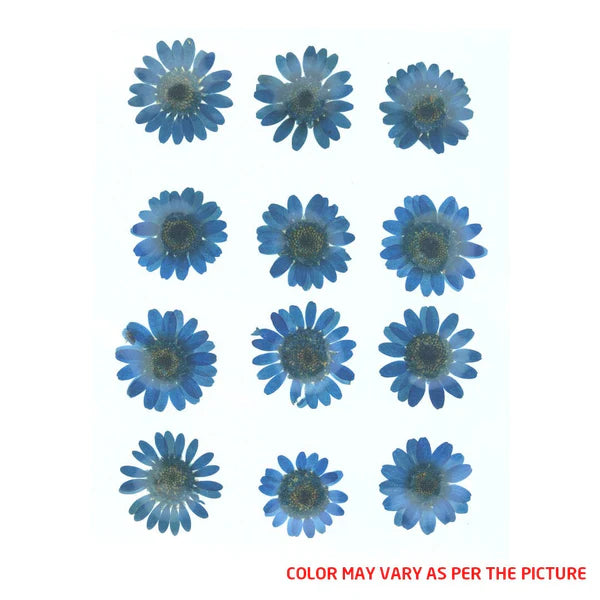 FL2008  DARK  BLUE  DAISY