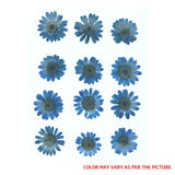 FL2008  DARK  BLUE  DAISY