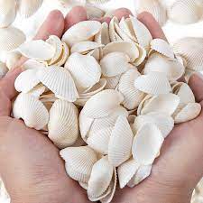 Shells for resin art PACK  OF  40GM