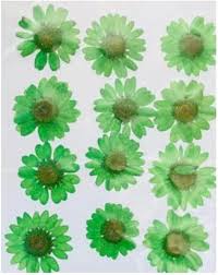 Pressed Daisy Flower -  Green