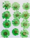 Pressed Daisy Flower -  Green
