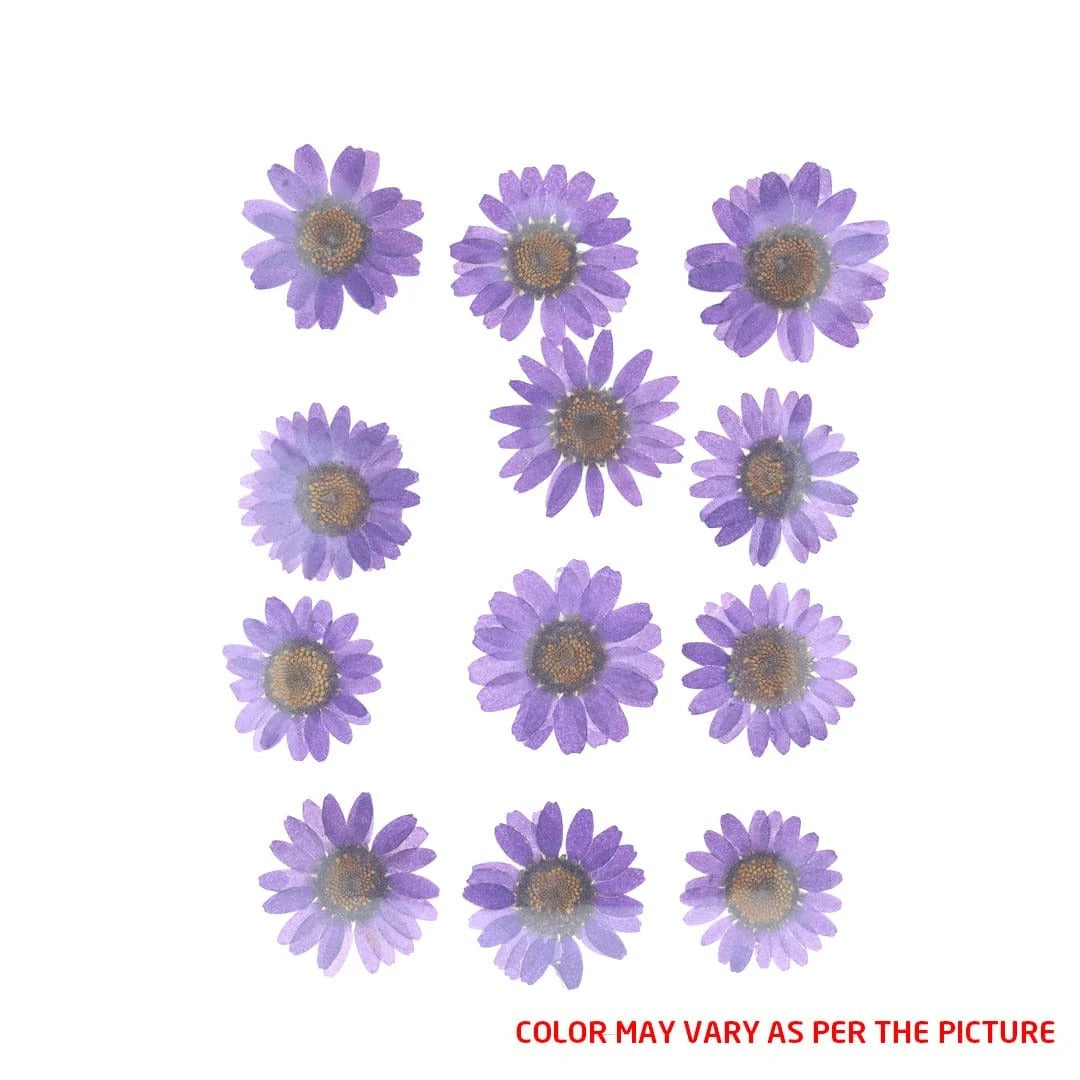 FL2003 DAISY VIOLET PRESSED FLOWER