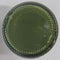 OLIVE GREEN OPAQUE RESIN PIGMENT 20 GRAM