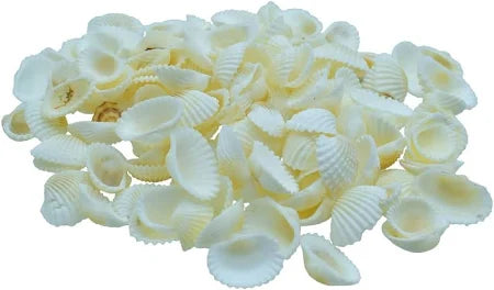 Shells for resin art PACK  OF  40GM