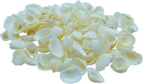 Shells for resin art PACK  OF  40GM